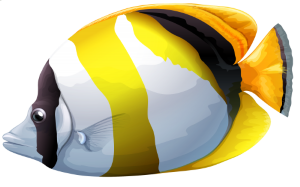 a chaetodon butterfly fish